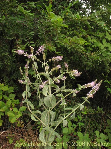 Bild von Mentha aquatica (Hierba buena / Bergamota / Sándalo de agua). Klicken Sie, um den Ausschnitt zu vergrössern.